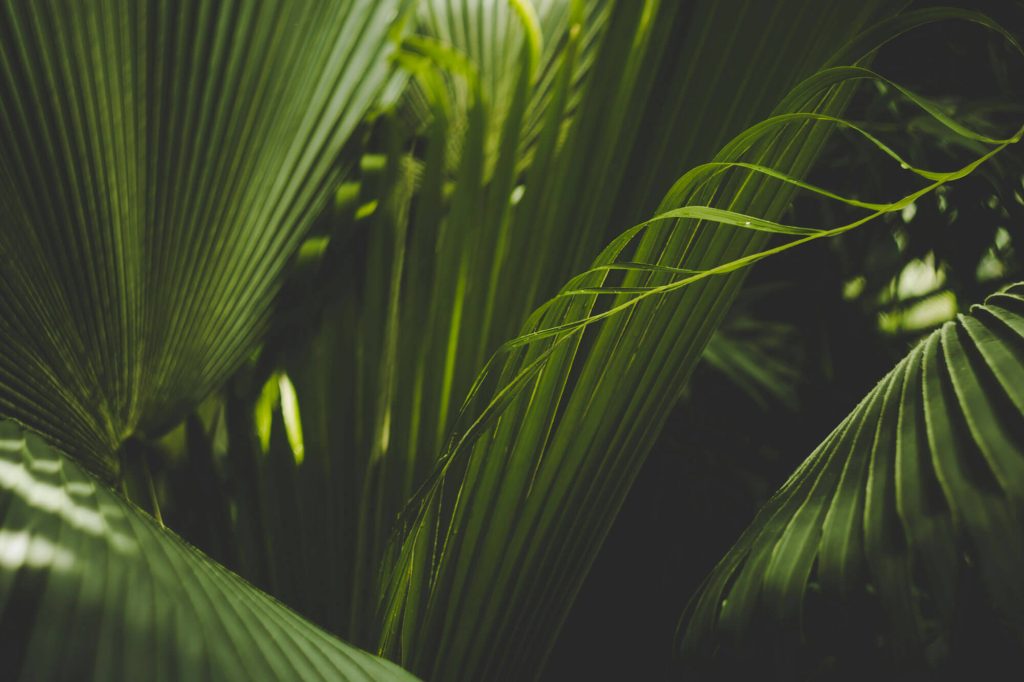 Close-up of overlapping green palm fronds with a dark background, tropical foliage texture prominent